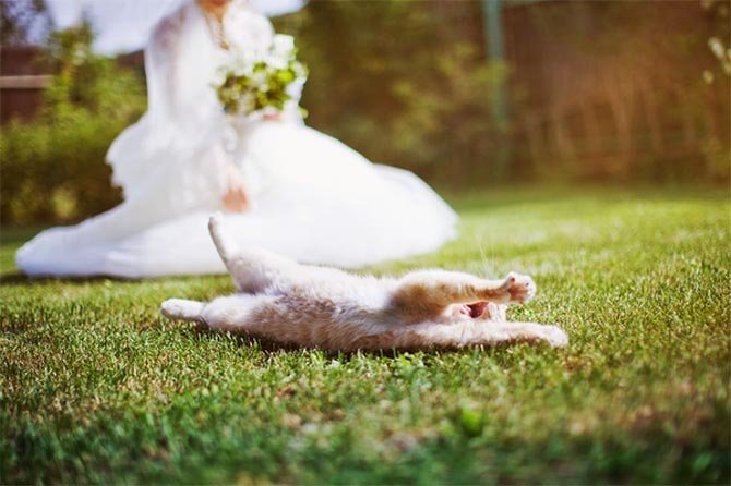 gatos-em-casamentos-8